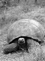 220px-The_Galápagos_tortoise_or_Galápagos_giant_tortoise_(Chelonoidis_nigra)_-_Santa_Cruz_Island