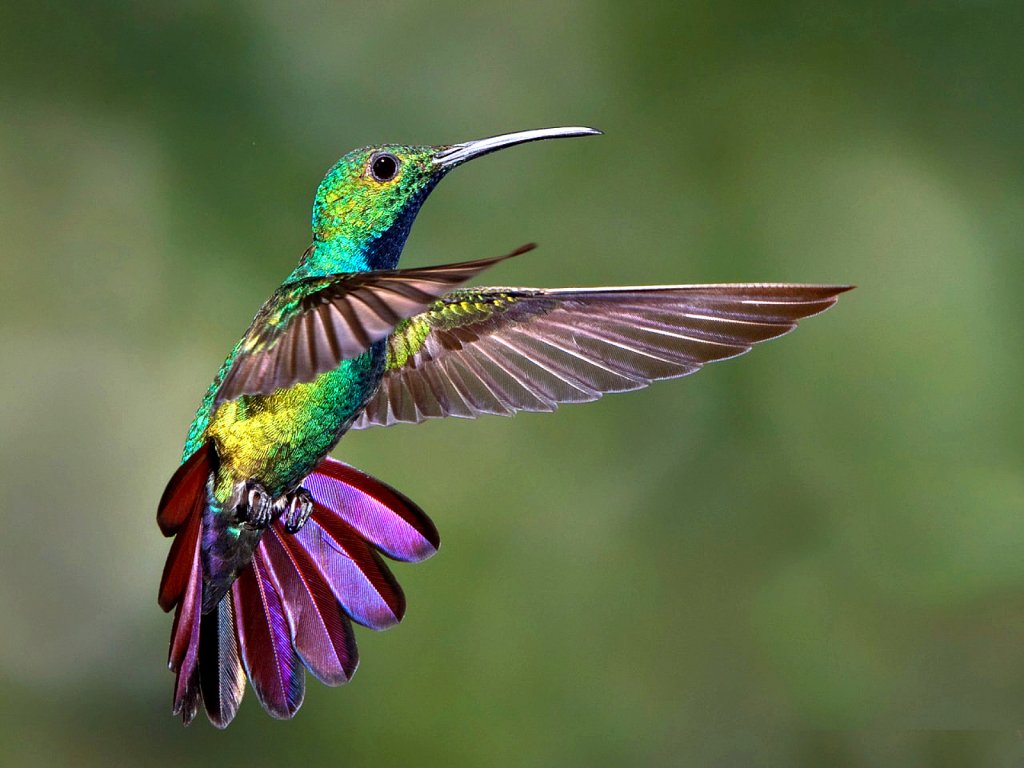 hummingbird-freeze-frame